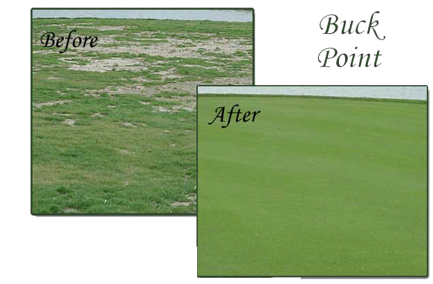 Before and After using Progressive Turf